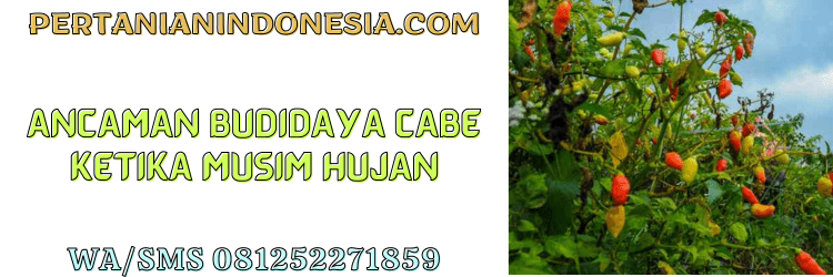 ancaman,budidaya,cabe,musim,hujan,pertanian indonesia